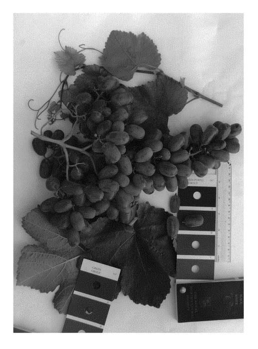 Figure 1 of US plant patent PP29963, the photograph of IFG Twenty-seven printed in the patent.