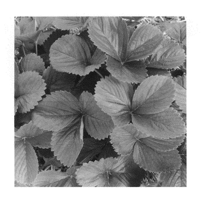 Figure 1 of US plant patent PP29964, the photograph of Allegro printed in the patent.