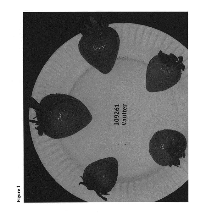 Figure 1 of US plant patent PP29965, the photograph of Vaulter printed in the patent.