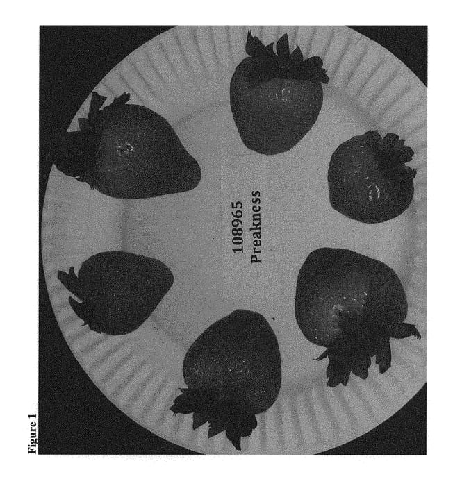 Figure 1 of US plant patent PP29966, the photograph of Preakness printed in the patent.
