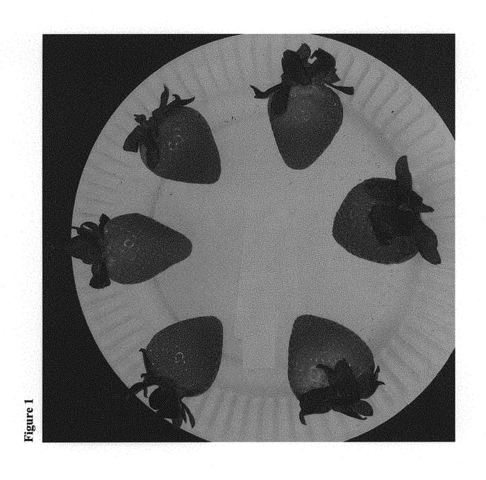 Figure 1 of US plant patent PP29967, the photograph of Malibu printed in the patent.