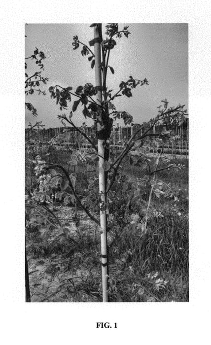 Figure 1 of US plant patent PP29968, the photograph of McKBranched printed in the patent.