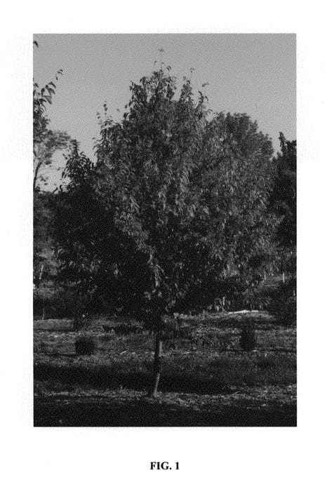 Figure 1 of US plant patent PP29969, the photograph of JN Select A printed in the patent.