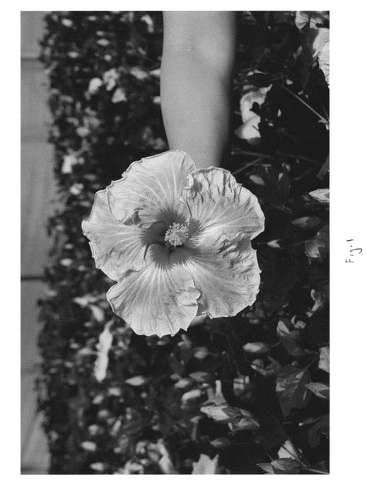 Figure 1 of US plant patent PP29970, the photograph of DUP-PFD printed in the patent.