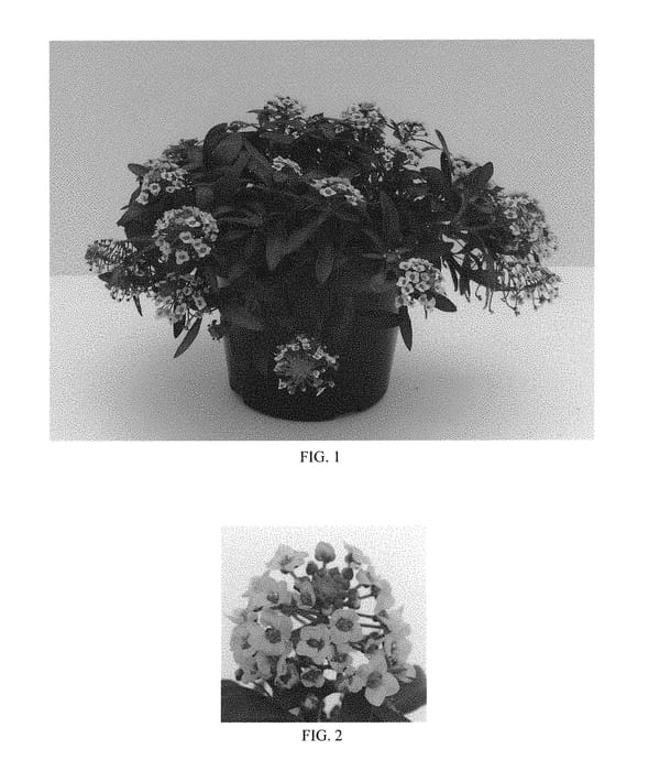 Figure 1 of US plant patent PP29971, the photograph of Balbeezink printed in the patent.