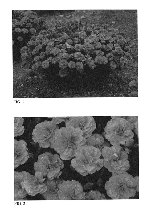 Figure 1 of US plant patent PP29972, the photograph of Double Bubble printed in the patent.
