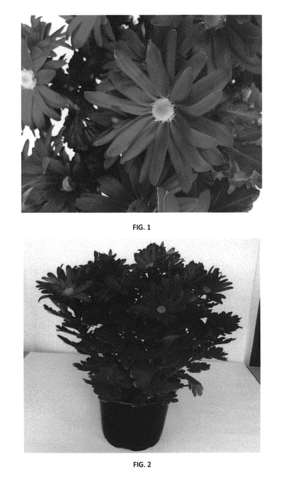 Figure 1 of US plant patent PP29973, the photograph of CIDZ0087 printed in the patent.
