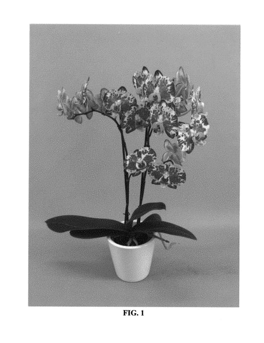 Figure 1 of US plant patent PP29975, the photograph of PHALGULFQ printed in the patent.