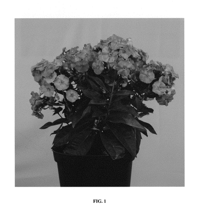 Figure 1 of US plant patent PP29976, the photograph of Verpri printed in the patent.