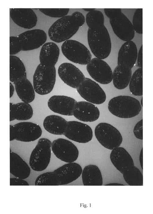 Figure 1 of US plant patent PP29977, the photograph of MANKAI printed in the patent.