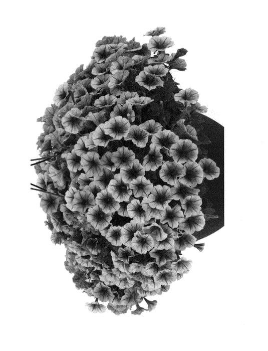 Figure 1 of US plant patent PP29978, the photograph of Duefortelecblu printed in the patent.