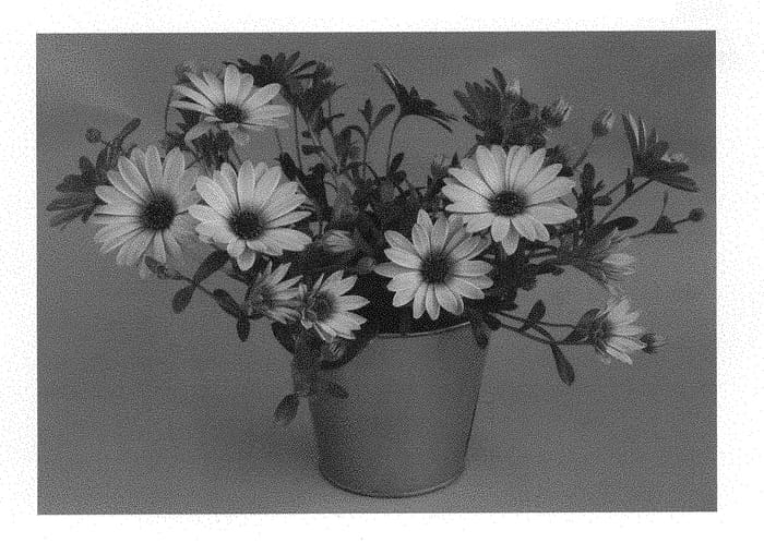 Figure 1 of US plant patent PP29979, the photograph of KLEOE16286 printed in the patent.