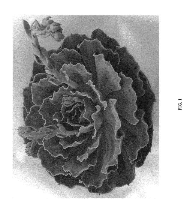 Figure 1 of US plant patent PP29980, the photograph of Calypso printed in the patent.