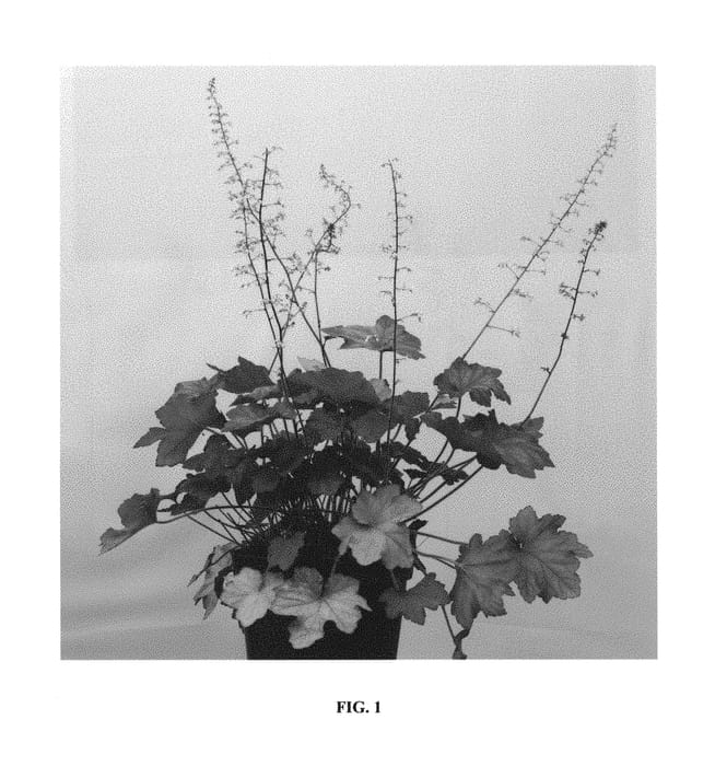 Figure 1 of US plant patent PP29981, the photograph of Orange Dream printed in the patent.