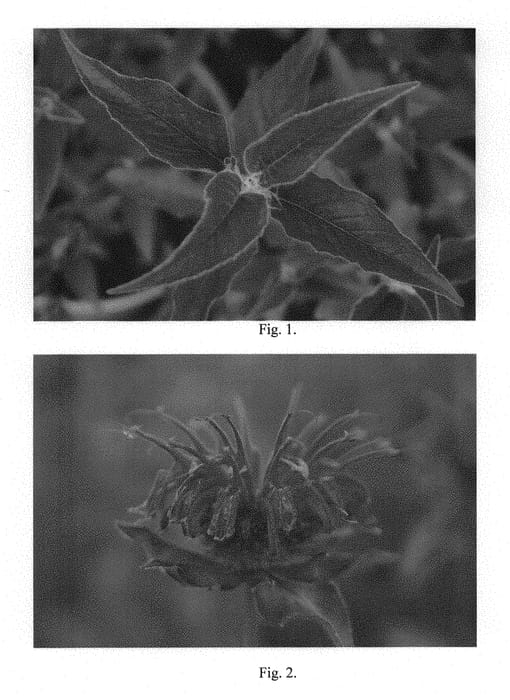Figure 1 of US plant patent PP29982, the photograph of Mojo printed in the patent.