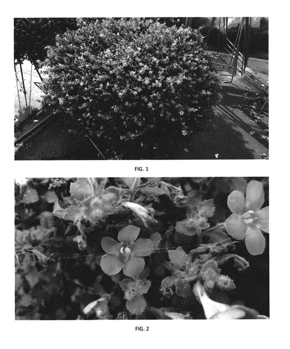 Figure 1 of US plant patent PP29983, the photograph of SUTZ0008 printed in the patent.