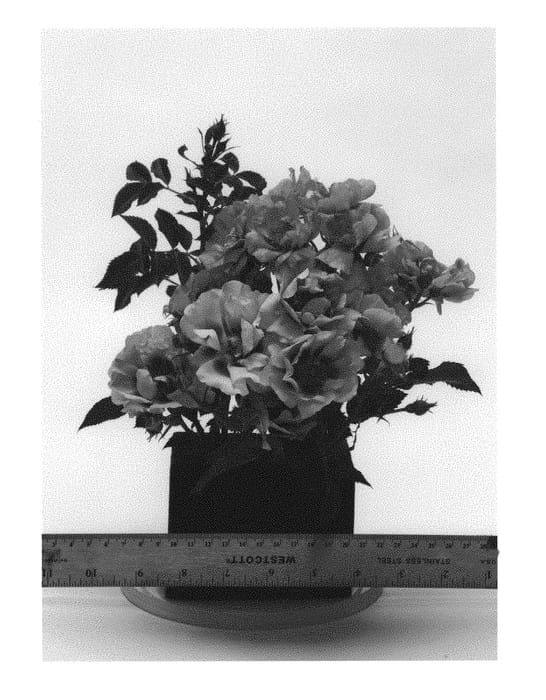 Figure 1 of US plant patent PP29984, the photograph of WEKswechefy printed in the patent.