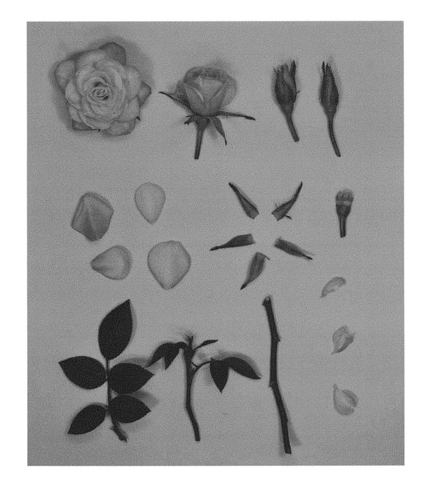 Figure 1 of US plant patent PP29985, the photograph of KORaroma05 printed in the patent.