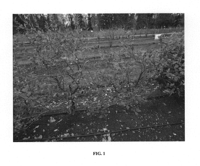 Figure 1 of US plant patent PP29986, the photograph of FF03-015 printed in the patent.
