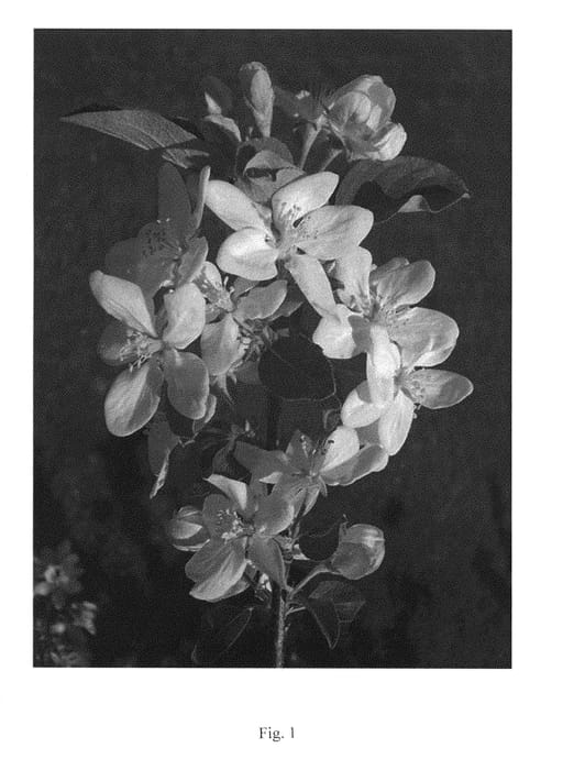 Figure 1 of US plant patent PP29987, the photograph of UEB 1813 printed in the patent.