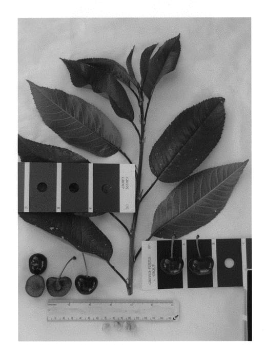Figure 1 of US plant patent PP29988, the photograph of IFG Cher-two printed in the patent.