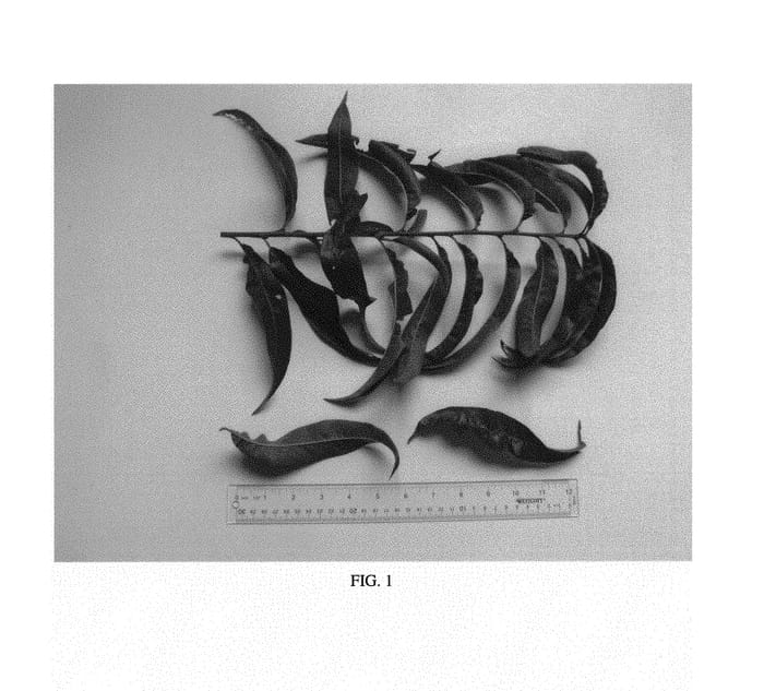 Figure 1 of US plant patent PP29989, the photograph of NJ357 printed in the patent.