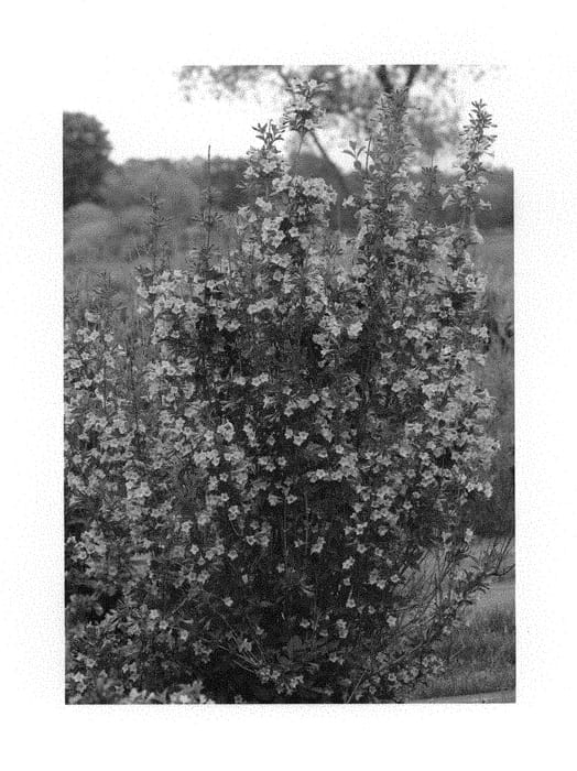 Figure 1 of US plant patent PP29990, the photograph of SMNWFRP printed in the patent.