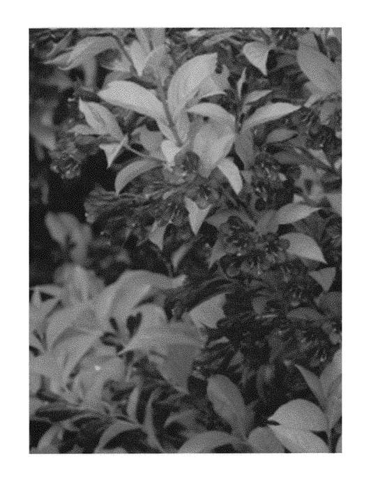 Figure 1 of US plant patent PP29991, the photograph of MONRIGNEY printed in the patent.