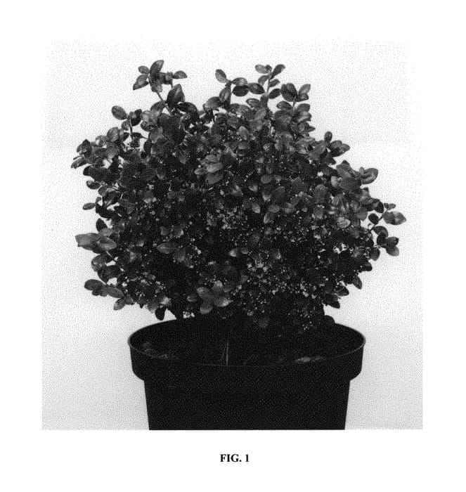Figure 1 of US plant patent PP29992, the photograph of Annys5 printed in the patent.
