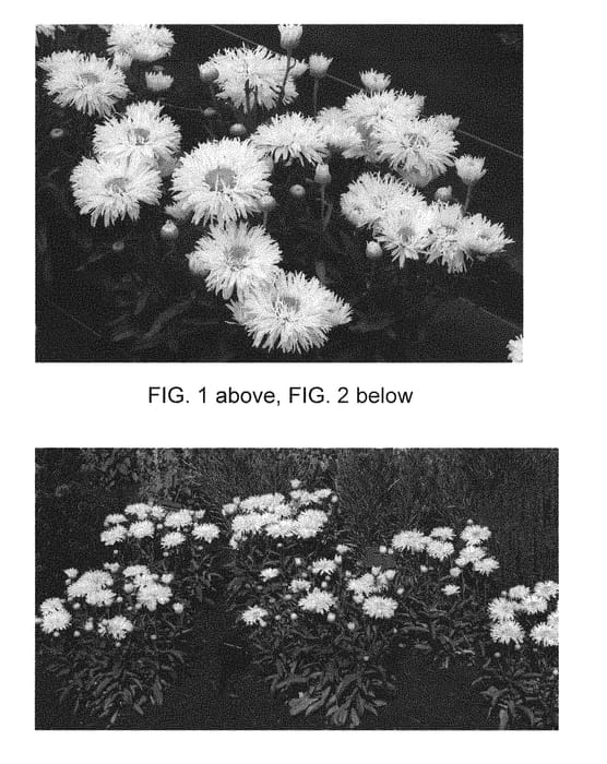 Figure 1 of US plant patent PP29993, the photograph of Coconut printed in the patent.