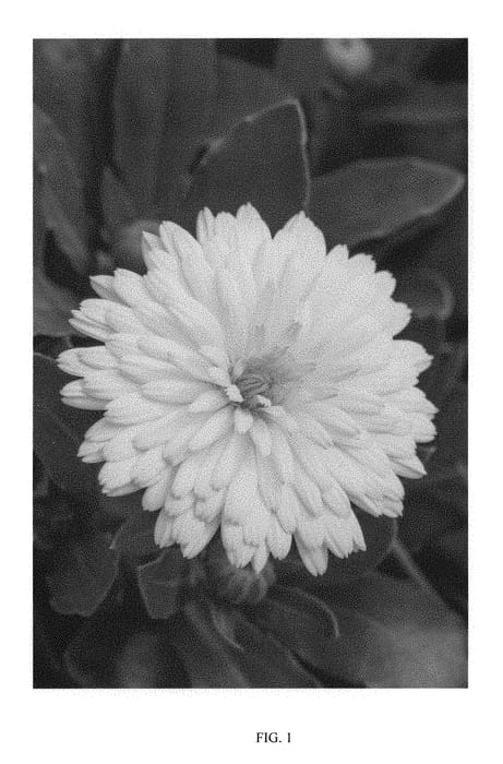 Figure 1 of US plant patent PP29994, the photograph of KERCALSUN printed in the patent.