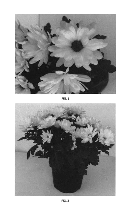 Figure 1 of US plant patent PP29996, the photograph of CIDZ0088 printed in the patent.