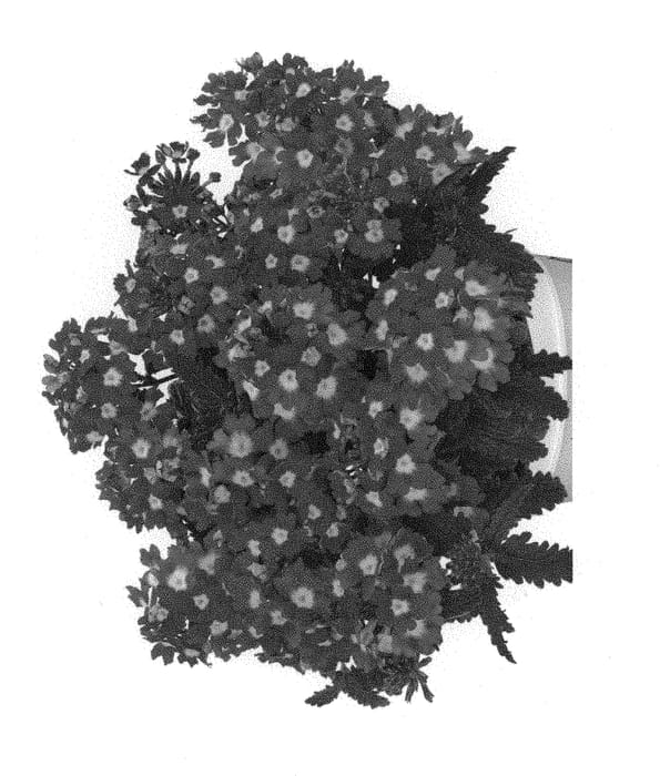 Figure 1 of US plant patent PP29997, the photograph of Duempflacherchar printed in the patent.