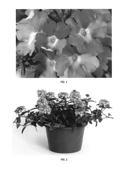 Figure 1 of US plant patent PP29998, the photograph of VEAZ0047 printed in the patent.