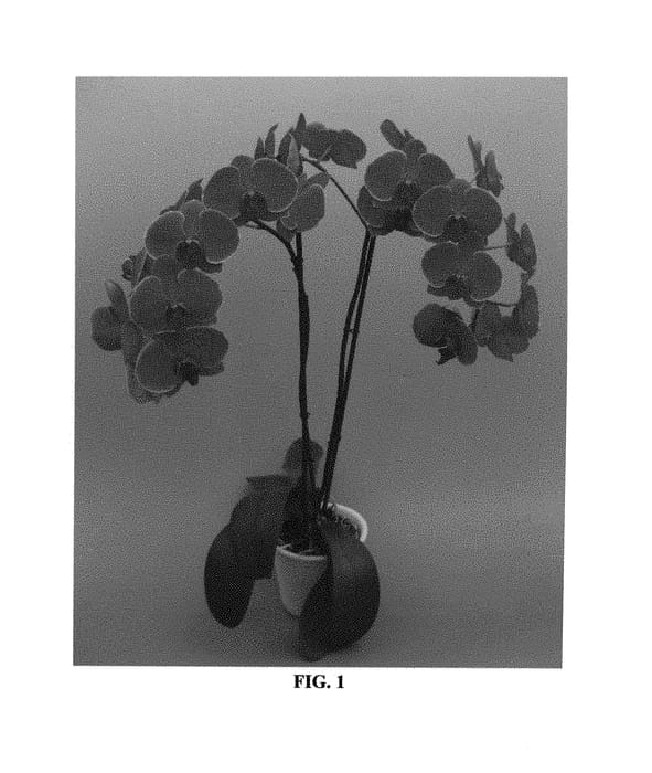 Figure 1 of US plant patent PP29999, the photograph of PHALFAREN printed in the patent.