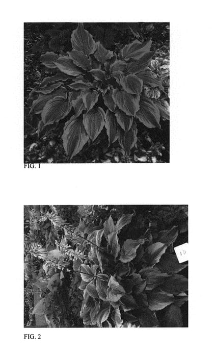 Figure 1 of US plant patent PP30000, the photograph of One Last Dance printed in the patent.