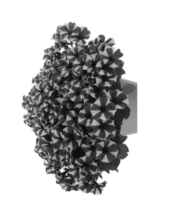 Figure 1 of US plant patent PP30001, the photograph of Dopetsubust printed in the patent.