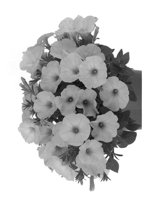 Figure 1 of US plant patent PP30002, the photograph of Dopetbapin printed in the patent.