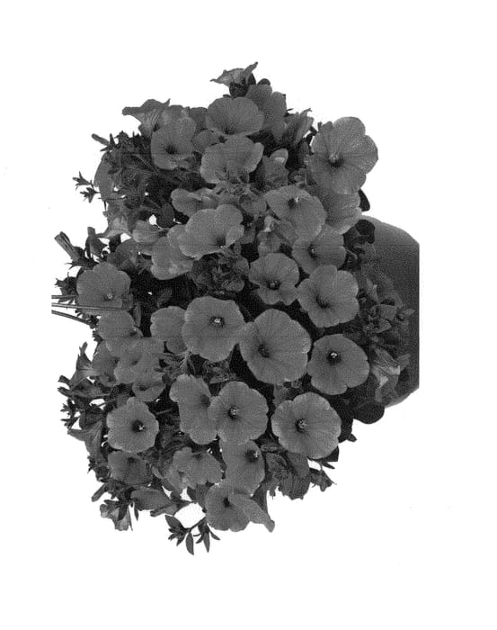 Figure 1 of US plant patent PP30003, the photograph of Dopetsuhop printed in the patent.