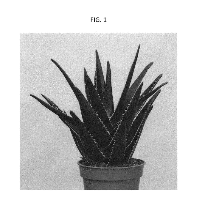 Figure 1 of US plant patent PP30004, the photograph of OVROCKS04 printed in the patent.