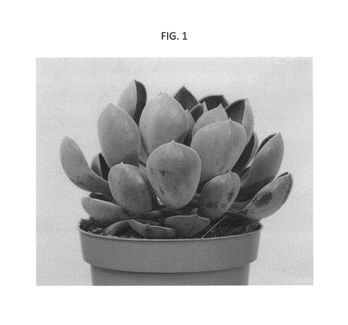 Figure 1 of US plant patent PP30005, the photograph of OVPEARLS01 printed in the patent.