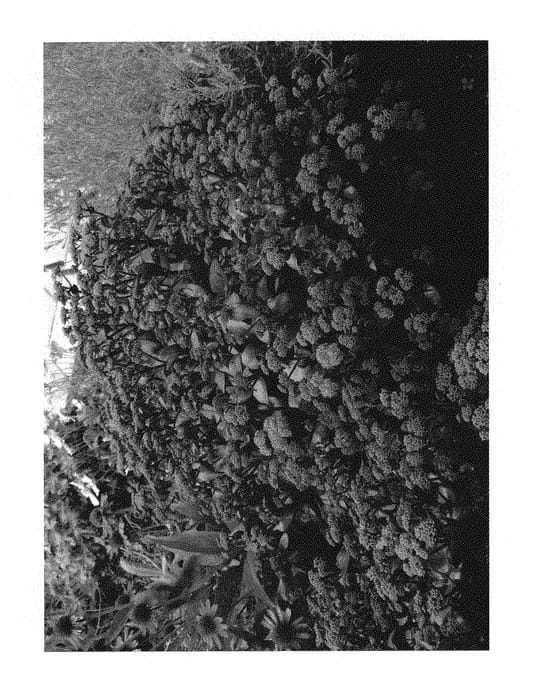 Figure 1 of US plant patent PP30006, the photograph of BNL-001 printed in the patent.