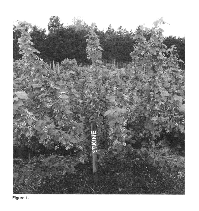Figure 1 of US plant patent PP30007, the photograph of Stikine printed in the patent.