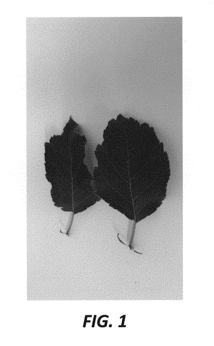 Figure 1 of US plant patent PP30008, the photograph of Gradisca printed in the patent.