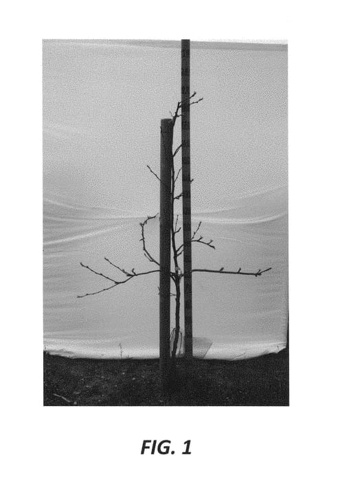 Figure 1 of US plant patent PP30009, the photograph of Gala Surf printed in the patent.