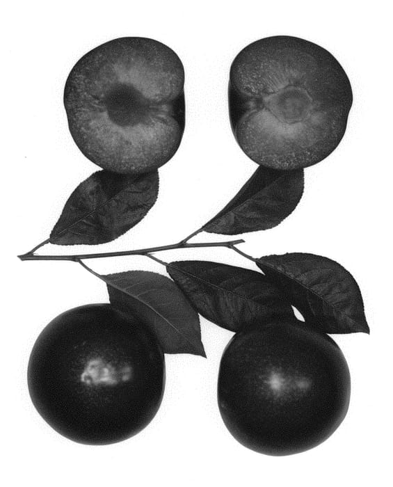 Figure 1 of US plant patent PP30010, the photograph of Sweet Kashel printed in the patent.
