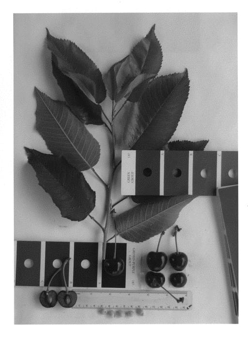 Figure 1 of US plant patent PP30011, the photograph of IFG Cher-three printed in the patent.
