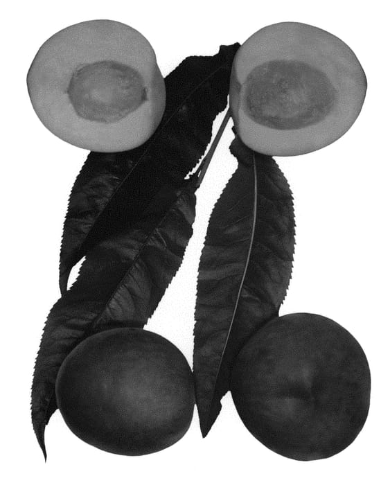 Figure 1 of US plant patent PP30012, the photograph of April Zee printed in the patent.