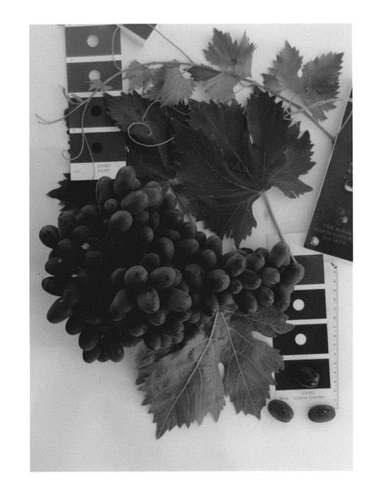 Figure 1 of US plant patent PP30013, the photograph of IFG Twenty-six printed in the patent.