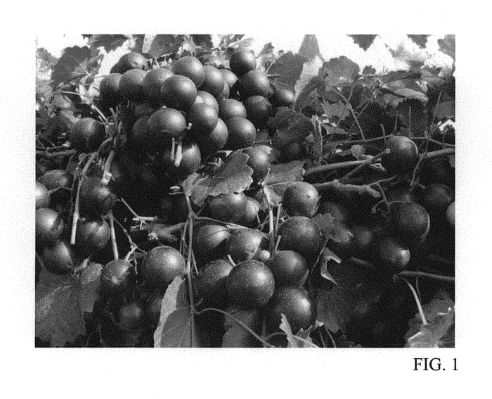 Figure 1 of US plant patent PP30014, the photograph of Ga. 6-2-26 printed in the patent.
